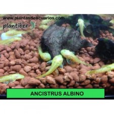 Ancistrus albino  2,5-3 cm