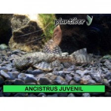 Ancistrus negro 2-2,5 cm