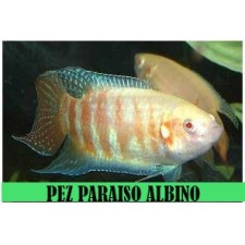 Pez paraiso albino