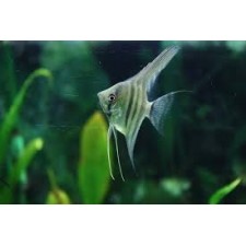 Escalares silver 3,5 cm