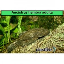 Ancistrus hembra adulta 9 cm