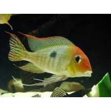 GEOPHAGUS SP. TAPAJOS RED HEAD 4-5 cm