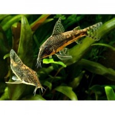 CORYDORAS BARBATUS 3,5-4 CM