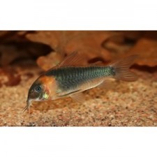 CORYDORAS EQUES 3-3,5 CM