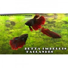 BETTA IMBELLIS TAILANDES XL macho (pacíficos) HIBRIDO