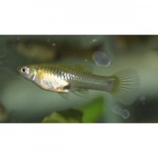 Guppy endlers hembra