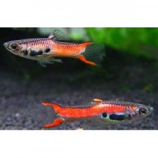 POECILIA ENDLERI SCARLET  1,5-2,5 cm. Macho