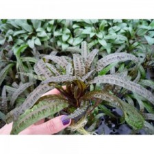 Cryptocoryne balansae