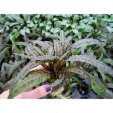 Cryptocoryne balansae