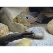 Geophagus brasiliensis 5 cm