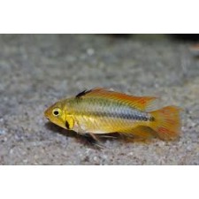 APISTOGRAMMA CACATUOIDES TRIPLE ROJO HEMBRA