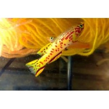 APHYOSEMION/FUNDULOPANCHAX GARDNERI GOLD 4cm (PAREJA)