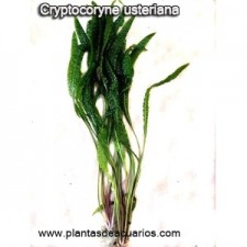 cryptocoryne usteriana 15-20 cm