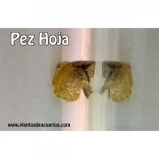 Pez hoja