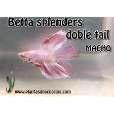 Betta splenders doble tail macho