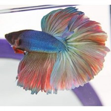 Betta super delta macho