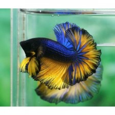 betta halfmoon mustard gas macho