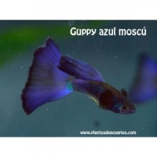 Guppy  azul moscú ( incluye pareja)
