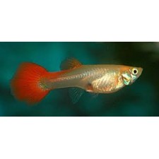 Guppy hembra roja