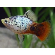 Platy cálico surtido