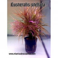 Eusteralis stellata