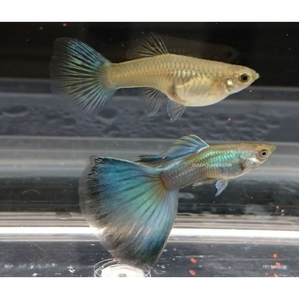 Guppy Verde Moscú (Pareja) | Plantiber Guppy Verde Moscú (Pareja) | Plantiber