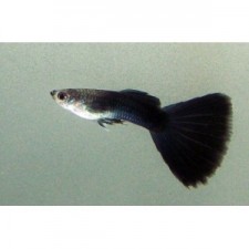 Guppy negro tuxedo (pareja)