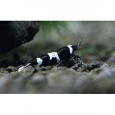 CARIDINA BLACK WHITE PANDA MOSURA