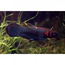 BETTA FOERSCHI 6 cm