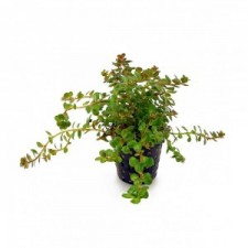 Rotala colorata