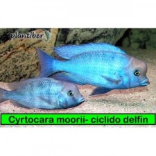 Cyrtocara moorii 4 cm