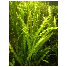 Aponogeton crispus