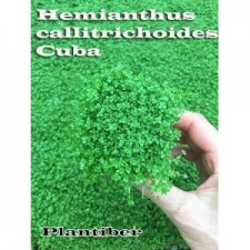 Hemianthus callitrichoides Cuba
