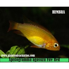 Apistogramma agassizii Fire Red HEMBRA