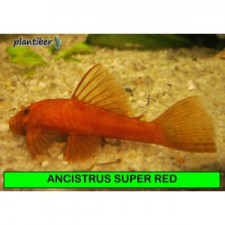 ANCISTRUS SP. SUPER RED 5-6 cm
