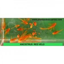 Ancistrus super red Velo 11cm long find. MACHO