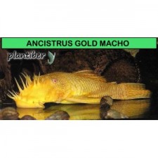 ANCISTRUS GOLD  MACHO