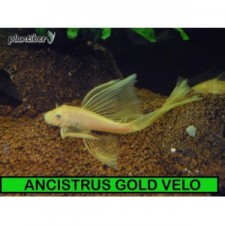 ANCISTRUS GOLD LONG FIN 4,5-5CM