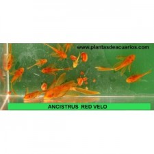 Ancistrus super red velo 4 cm long find