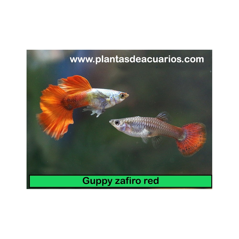 Guppy Dumbo Zafiro Red (Pareja) | Plantiber
