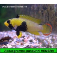 Apistogramma pandurini HEMBRA