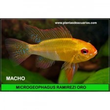 APISTOGRAMMA RAMIREZI ORO MACHO