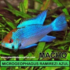 Apistogramma ramirezi azul electrico MACHO