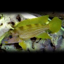 LAMPROLOGUS TETRACANTUS GOLD