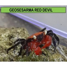 Geosesarma Red devil