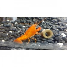 Procambarus orange