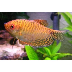 Bouteille Gourami 1.1 L-27572 - España