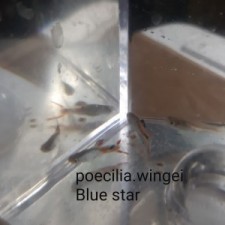 POECILIA WINGEI VAR. BLUE STAR (PAREJA)