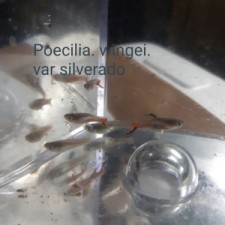 POECILIA WINGEI VAR.SILVERADO (PAREJA)