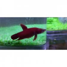 Betta plakat macho ROJO